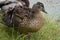 Mallard duck female walking along grassy shoreline. Birds in wildlife