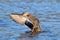 Mallard Duck Female Wing Flap