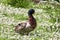 Mallard duck in field of daisies