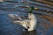 Mallard duck flap its wing