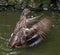 Mallard duck flapping wings in a pond.