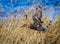 Mallard duck flies through the yellow grasses in Bosque del Apache