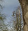 Mallard duck in flight