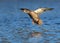 Mallard Duck in Flight Coming in to Land