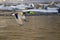 Mallard Duck Flying Over the Frozen Winter River