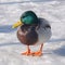 Mallard Duck on Frozen Lake