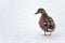 Mallard duck on a frozen lake