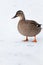 Mallard duck on a frozen lake