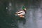 Mallard duck on a frozen lake