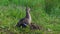 Mallard Duck with her Ducklings Sitting on Grass