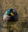 Mallard Duck on a Lake
