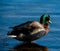 Mallard Duck on a Lake in Autumn