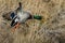 Mallard Duck Landing in the Autumn Wetlands