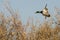 Mallard Duck Landing in the Autumn Wetlands