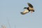 Mallard Duck Landing in the Autumn Wetlands