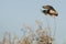 Mallard Duck Landing in the Autumn Wetlands