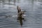 Mallard Duck Landing on Water