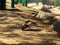 Mallard duck looking for food in a Whittier Narrows Recreation Area in Los Angeles california