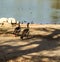 Mallard duck looking for food in a Whittier Narrows Recreation Area in Los Angeles california