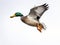 Mallard duck  Made With Generative AI illustration