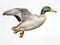 Mallard duck  Made With Generative AI illustration