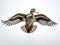 Mallard duck  Made With Generative AI illustration