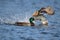 Mallard duck makes a splash as it takes off from a lake