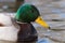 Mallard Duck Male Portrait