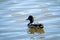 Mallard duck male swims in the calm, peaceful water