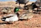 Mallard Duck mated pair feeding with other ducks and geese