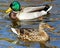 Mallard duck mates swimming together on beautiful blue waters