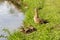 Mallard duck mother with ducklings