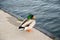 Mallard duck near river water on a sunny day.