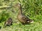 Mallard duck with offspring beside a pond