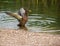 Mallard duck with open wings on a pond near the shore