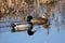 Mallard Duck Pair in Calm Water