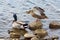 Mallard duck pair on rocky edge of lake shore