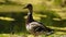 Mallard Duck Peering Over Mossy Lake