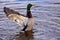 Mallard duck is perched in the shallow part of a lake,with its wings outstretched in a majestic pose