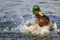 Mallard Duck Playing and Splashing in the Cool and Refreshing Water