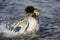 Mallard Duck Playing and Splashing in the Cool and Refreshing Water