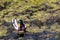 Mallard Duck on a pond of swamp water in Cherry Creek State Park