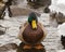 Mallard Duck at Powder Mill