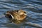 Mallard Duck Quacking and Swimming in the Water