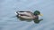 Mallard duck quickly floating in pond