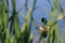 Mallard Duck Through Reeds