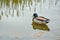 Mallard duck on reflective pond
