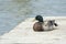 Mallard duck restin on dock