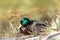 Mallard duck resting in Agua Caliente Regional Park - Tucson Arizona