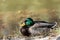 Mallard duck resting in Agua Caliente Regional Park - Tucson Arizona